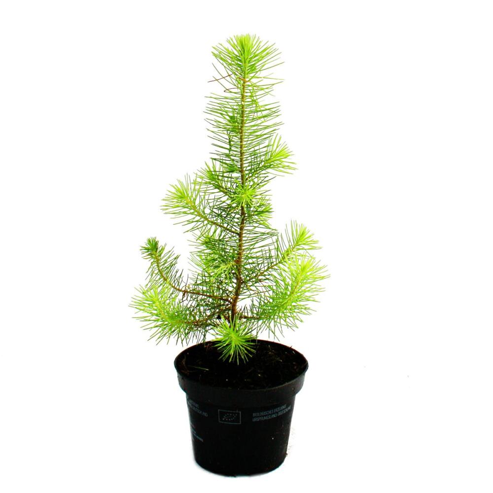 Original-Shopaufnahme: Exotenherz - Mittelmeer-Kiefer - Pinus pinea - Zimmerkiefer - 12cm Topf