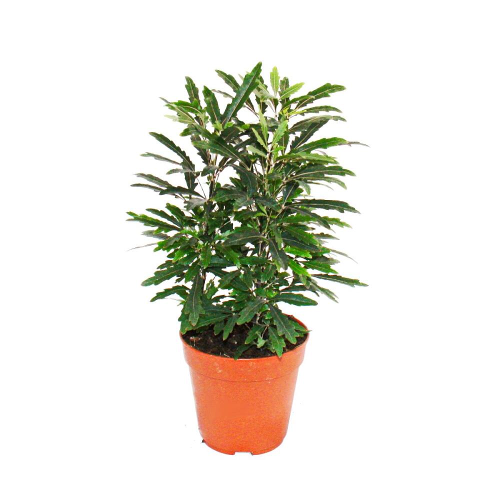 Original propre inchangé de la boutique : Exotenherz — aralia élégant vert — Dizygotheca elegantissima — facile d’entretien — pot de 12 cm