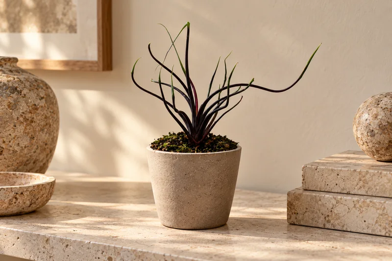 KI-gestaltete Szene mit Alocasia 'Flying Squid' · im Shop Alocasia plumbae nach der zugehörigen Original-Shopaufnahme
