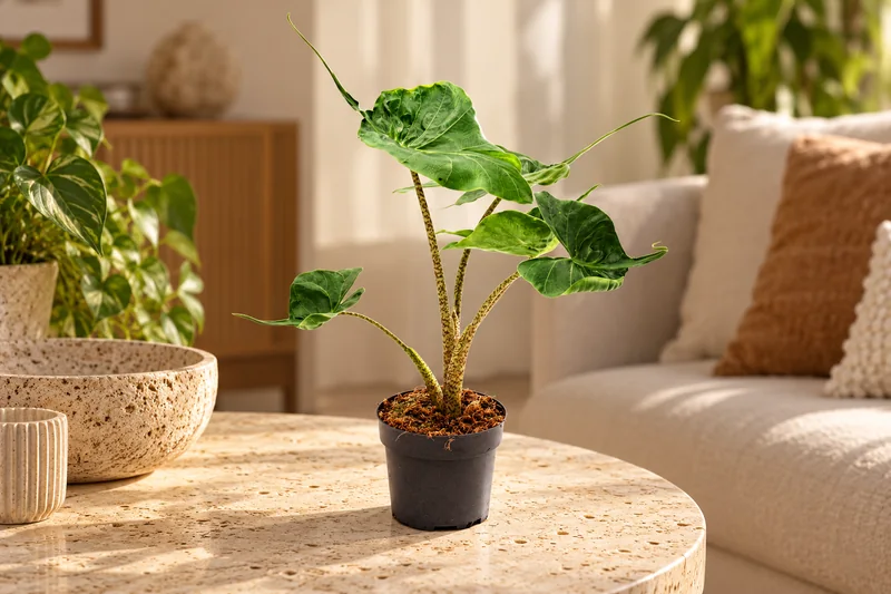 KI-gestaltete Wohnszene mit Alocasia 'Stingray' in den Proportionen der jungen Sortimentspflanze