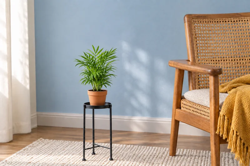 Chamaedorea elegans in einer KI-gestalteten Wohnszene nach dem Shopbild