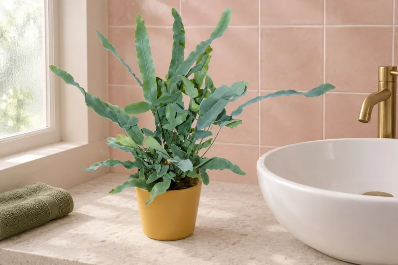 Phlebodium aureum 'Blue Star' in einer KI-gestalteten Szene nach dem Original-Shopbild