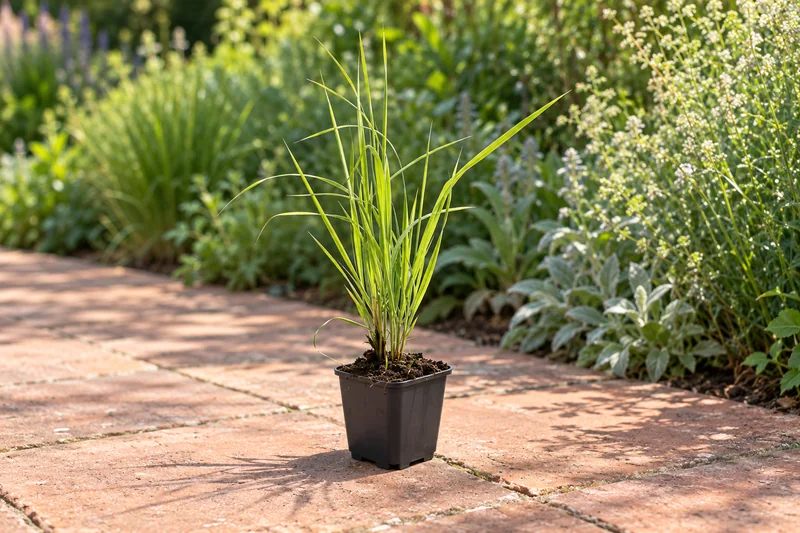 Reitgras Karl Foerster als einzelne junge Pflanze im kleinen schwarzen Kulturtopf an einem Gartenplatz; KI-Szene