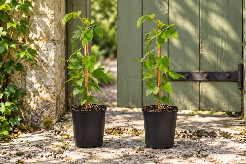 Clematis Mrs N. Thompson als junge Kletterpflanzen im 2er-Set an einem Gartenplatz; KI-gestaltete Szene