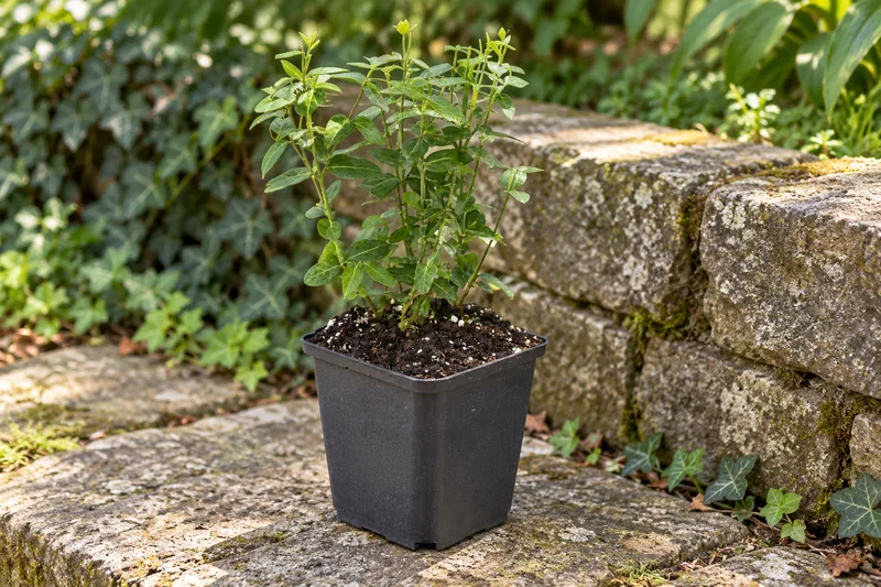 Grüne Kriechspindel als einzelne junge Pflanze im kleinen schwarzen Kulturtopf an einem Gartenplatz; KI-Szene