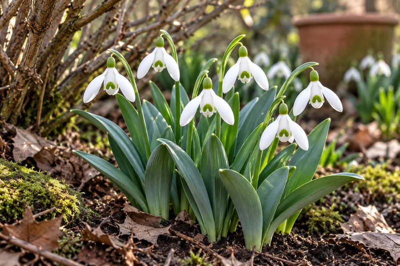 KI-gestaltete spätere Blüte von Galanthus elwesii am passenden Gartenplatz