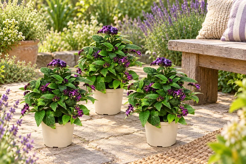 KI-gestaltete Gartenszene mit Heliotropium arborescens in den Proportionen der jungen Sortimentspflanzen