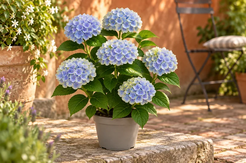 Hortensie Magical Jewel mit Blütenständen an einem passenden Gartenplatz; KI-gestaltet