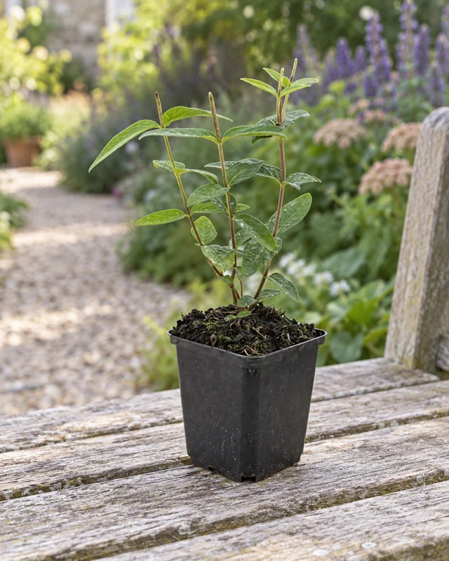 Johanniskraut Rheingold als kleine Jungpflanze im 9-cm-Topf an einem Gartenplatz