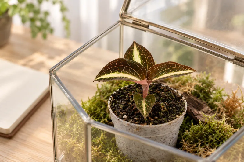 Junge Juwelorchidee Amber in einer KI-gestalteten Terrarienszene
