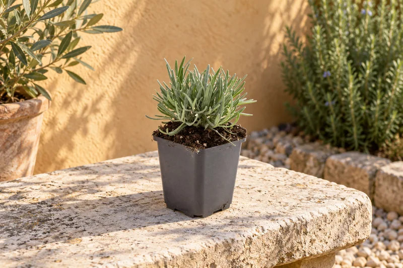 Weißer Lavendel Edelweiss als kleine Jungpflanze im 9-cm-Topf an einem Gartenplatz