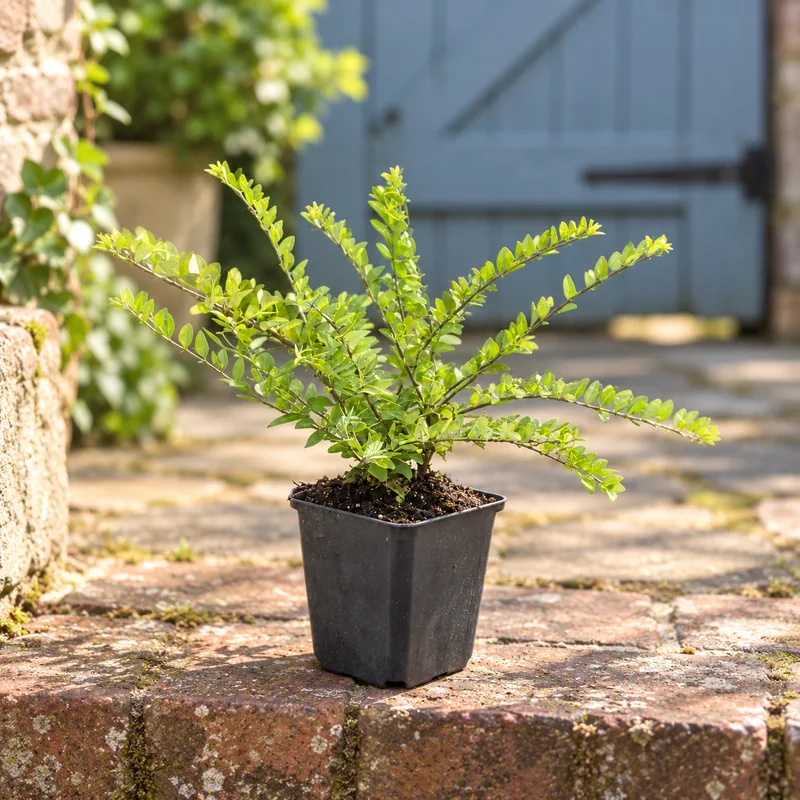 Heckenmyrte Maigrün als kleine Jungpflanze im 9-cm-Topf an einem Gartenplatz