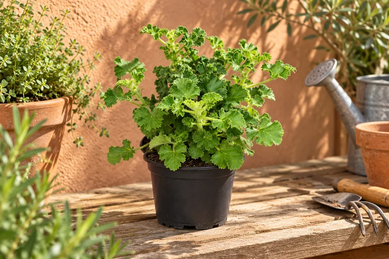 KI-gestaltete Gartenszene mit Pelargonium crispum in den Proportionen der jungen Sortimentspflanzen