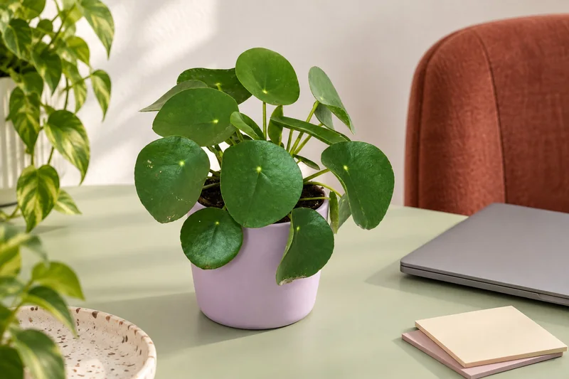 Pilea peperomioides in einer KI-gestalteten Wohnszene nach dem Shopbild