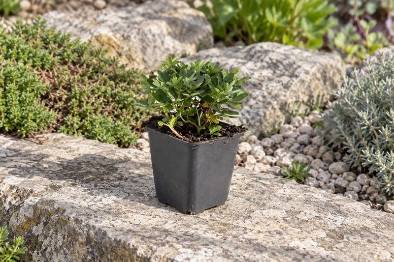 Teppich-Fingerkraut Nuuk als einzelne junge Pflanze im kleinen schwarzen Kulturtopf an einem Gartenplatz; KI-Szene