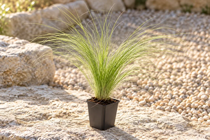 Mexikanisches Federgras Ponytails als einzelne junge Pflanze im kleinen schwarzen Kulturtopf an einem Gartenplatz; KI-Szene