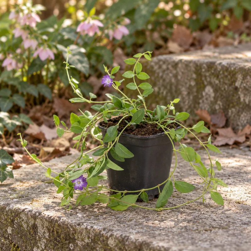 Kleines Immergrün Atropurpurea in KI-gestalteter Gartenansicht. Eine junge Einzelpflanze im runden schwarzen Kulturtopf; wenige Blüten sind ein beispielhafter Zustand.