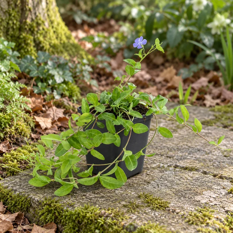 Kleines Immergrün in KI-gestalteter Gartenansicht. Eine junge Einzelpflanze mit seitlichen Ranken und einer beispielhaften einzelnen Blüte vor dem Pflanzen.