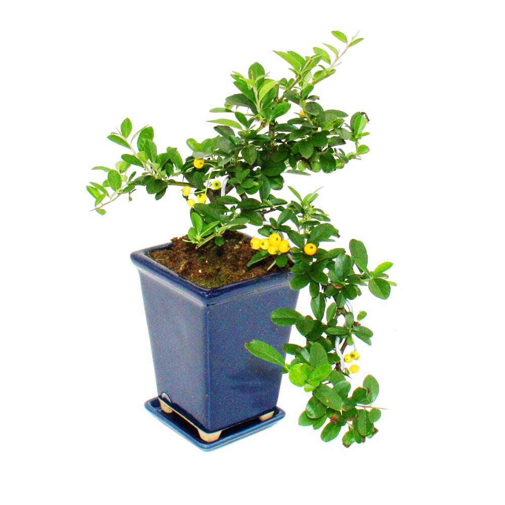 Original-Shopaufnahme: Bonsai - Pyracantha coccinea - Feuerdorn - Kaskade - 10x10cm