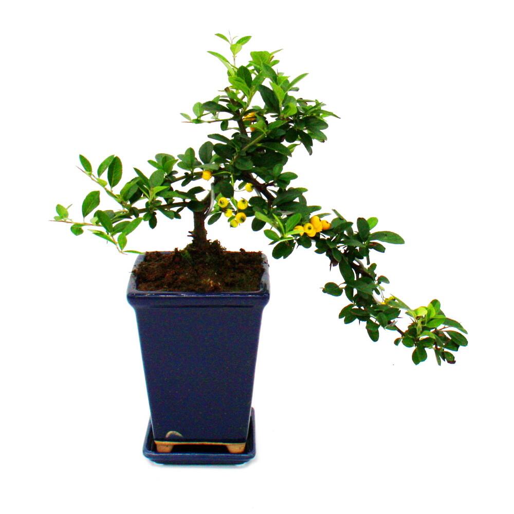 Original-Shopaufnahme: Bonsai - Pyracantha coccinea - Feuerdorn - Kaskade - 10x10cm