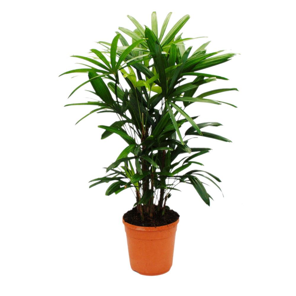 Steckenpalme – Original-Shopansicht 1