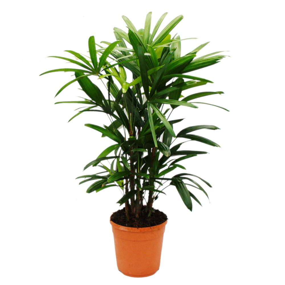 Steckenpalme – Original-Shopansicht 2