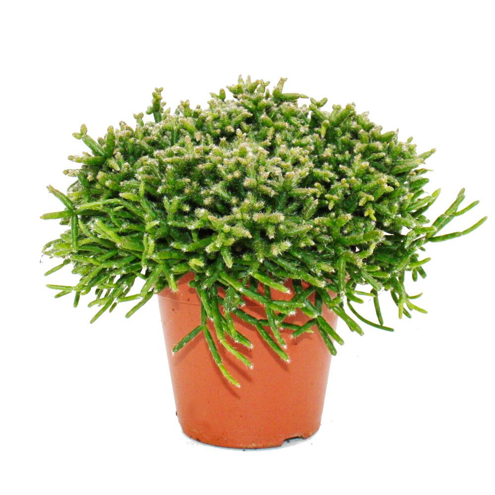 Original-Shopaufnahme: Rhipsalis burchelli - Korallenkaktus - im 12cm Topf - sukkulente Zimmerpflanze