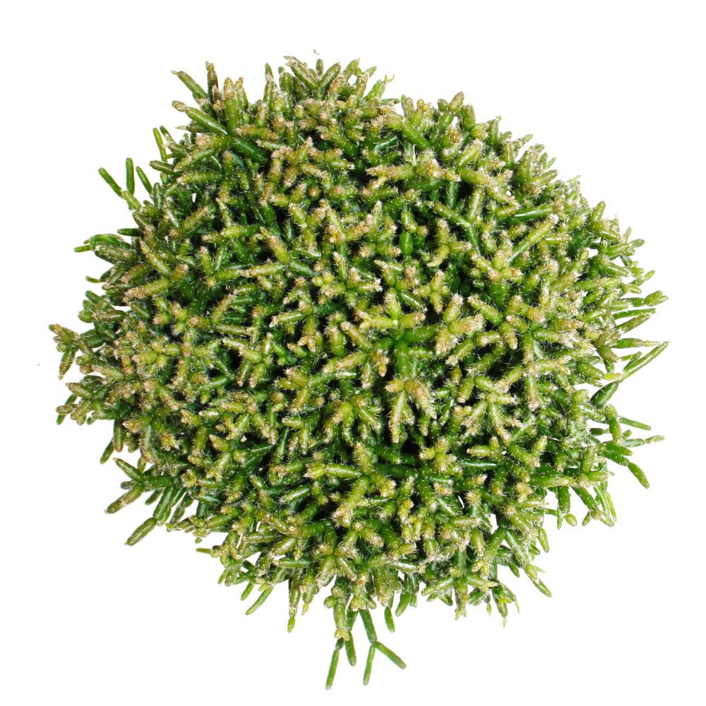 Original-Shopaufnahme: Rhipsalis burchelli - Korallenkaktus - im 12cm Topf - sukkulente Zimmerpflanze