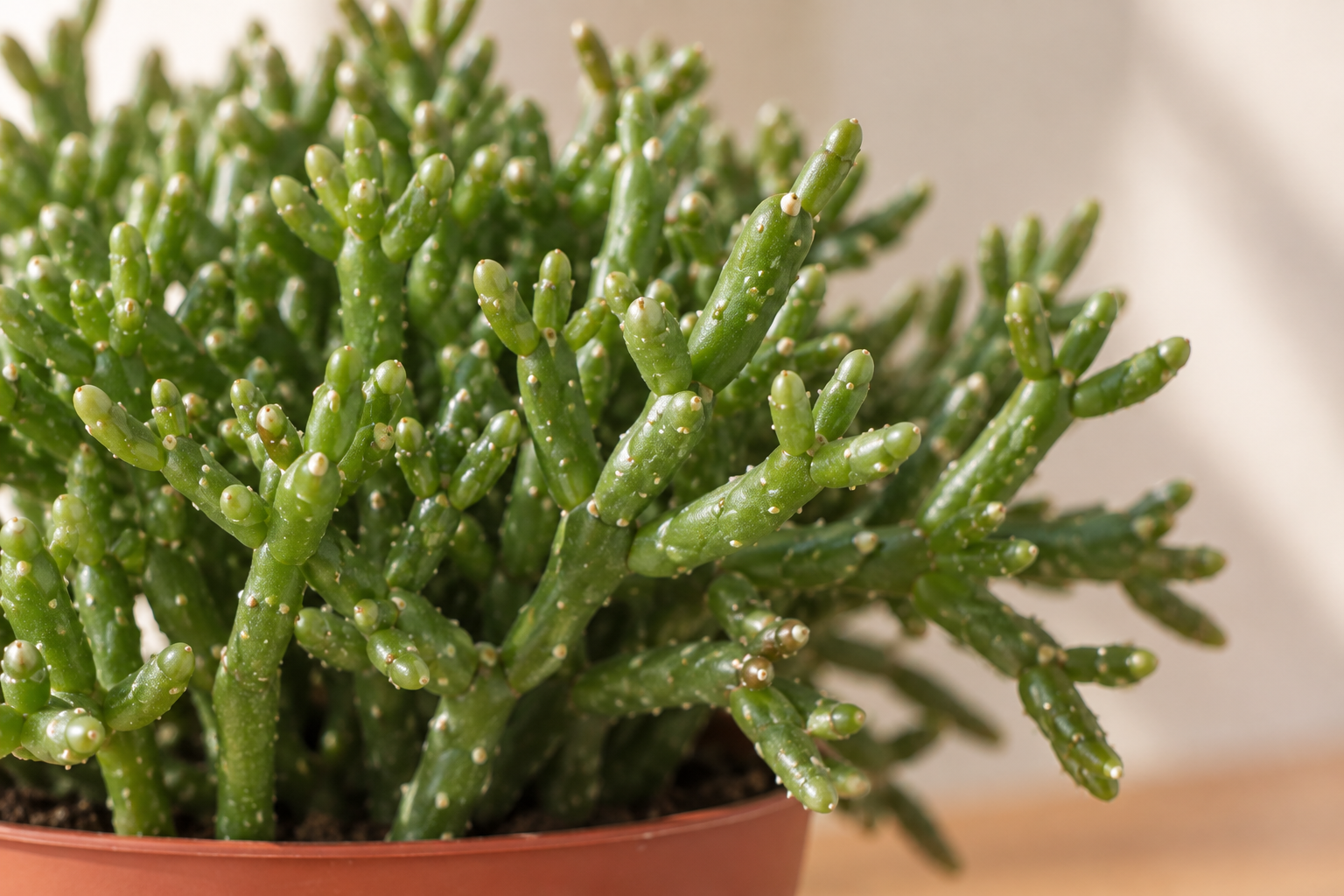 AI close-up of short green shoot sections and branching of Rhipsalis Cereuscala Gold
