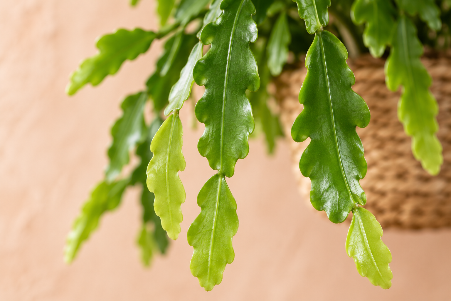 Vue de détail agrandie créée par IA de la forme caractéristique des tiges de Rhipsalis crispata