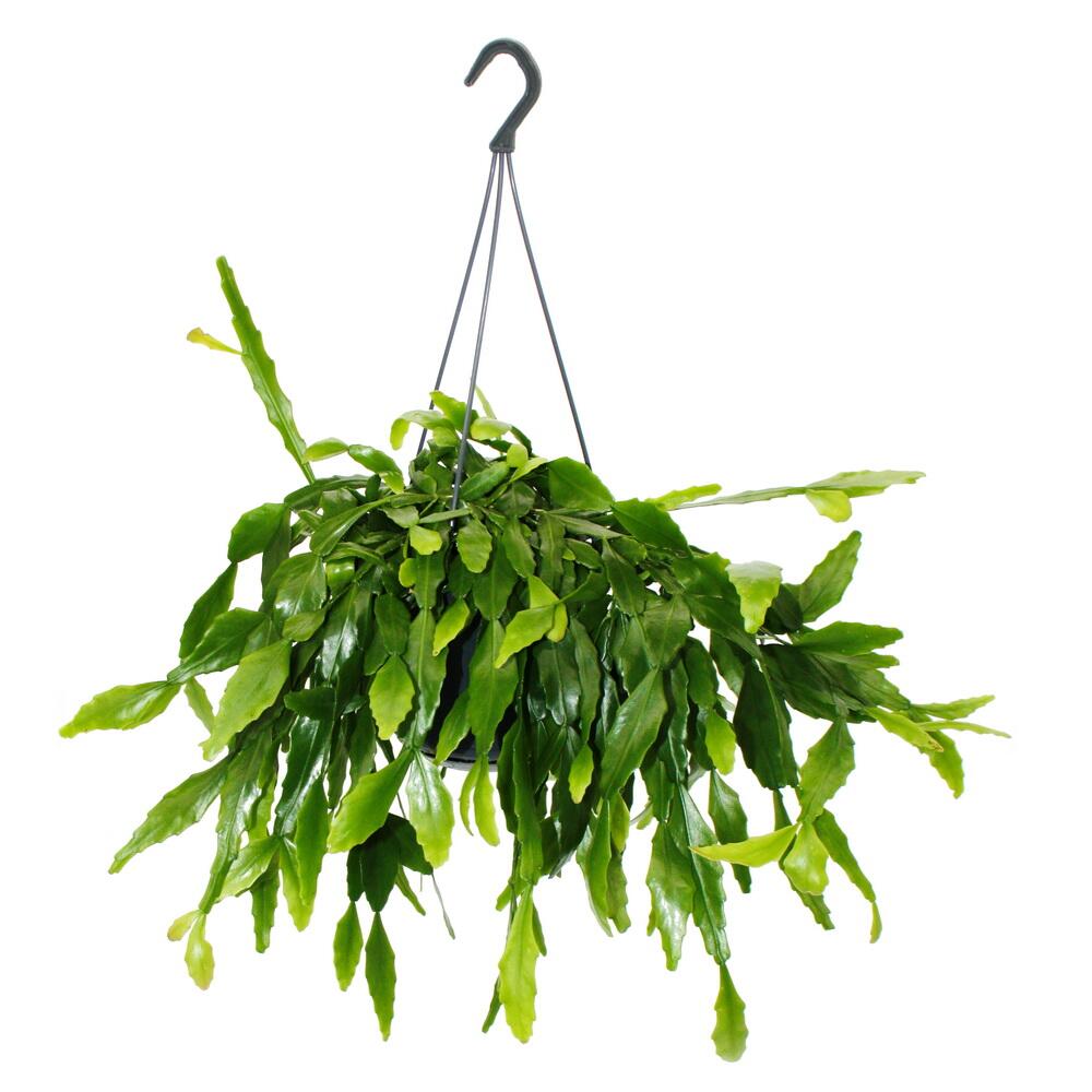 Photo originale de la boutique : Urban Jungle Elegance – suspension moderne de cactus à structure remarquable – Rhipsalis crispata – 15cm