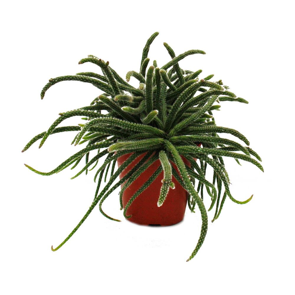Original-Shopaufnahme: Rhipsalis baccifera horrida - Korallenkaktus - im 12cm Topf - sukkulente Zimmerpflanze