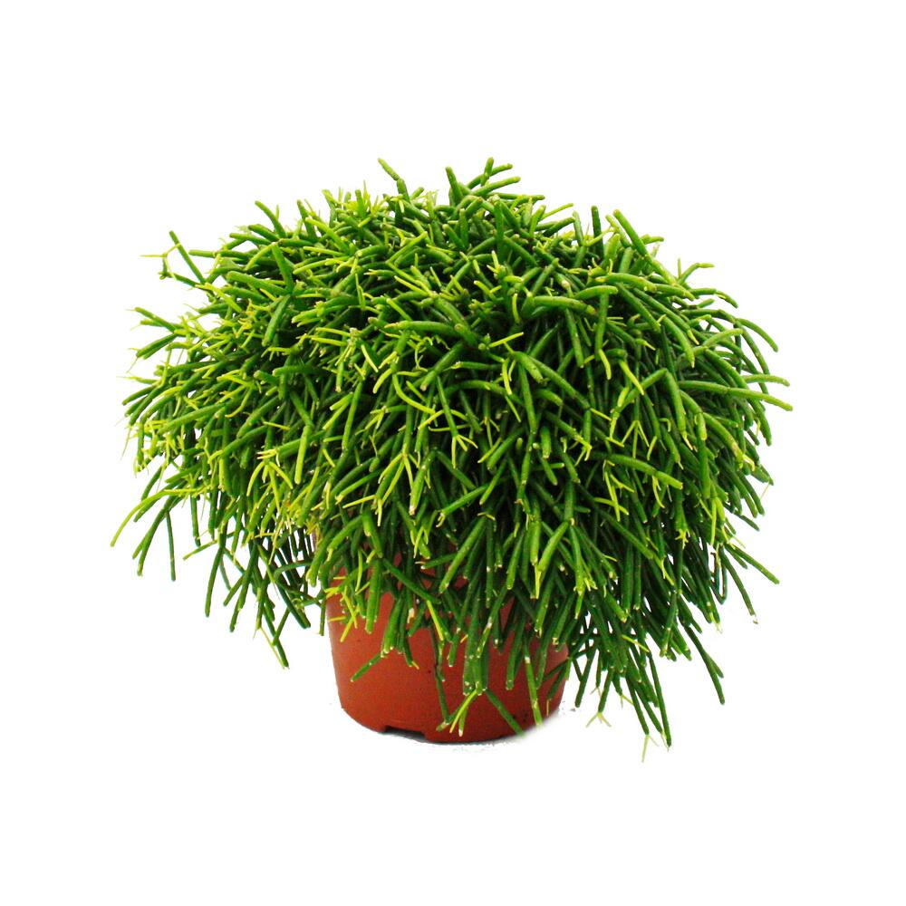Original shop photograph: Rhipsalis baccifera Oasis coral cactus in a 12 cm pot, succulent houseplant