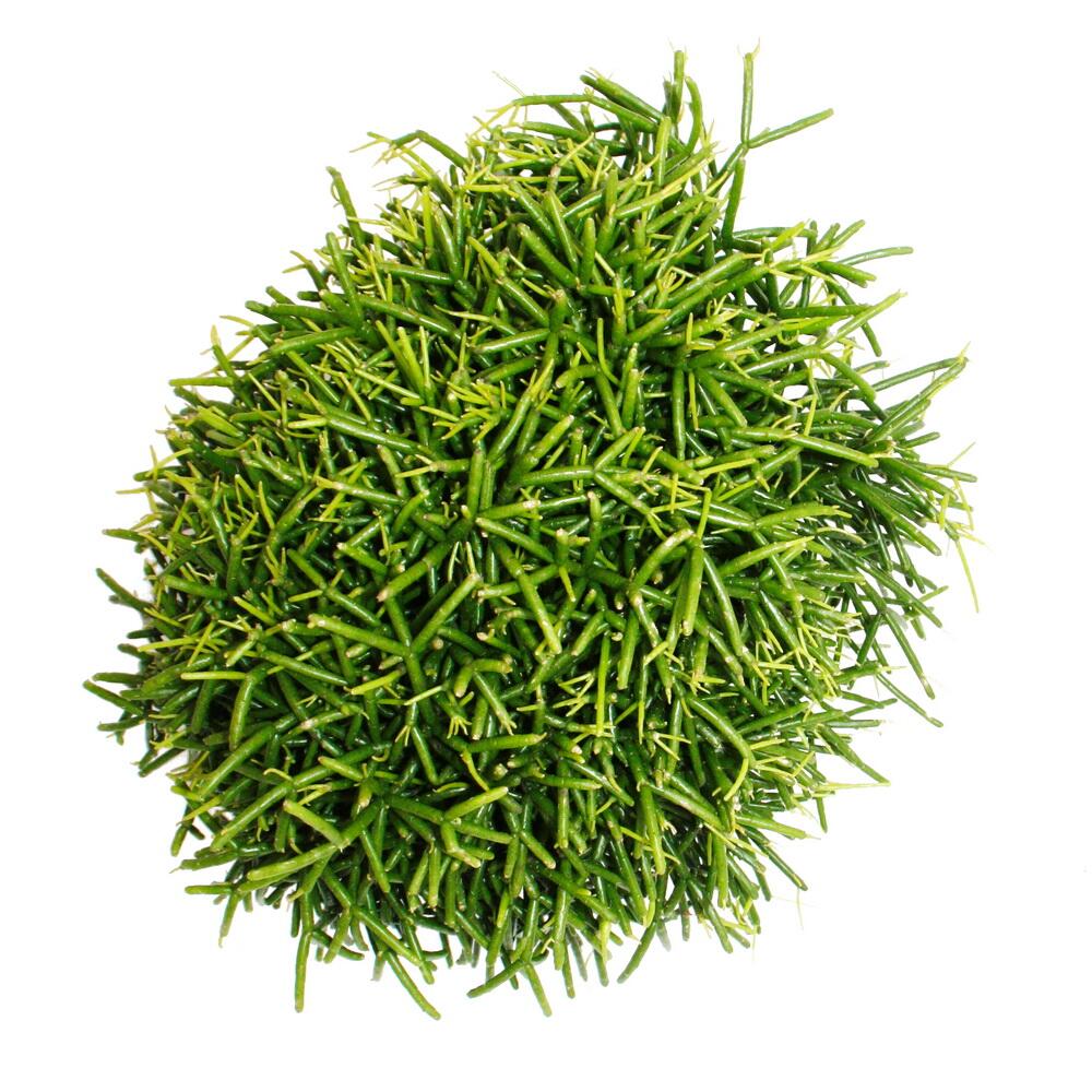 Original shop photograph: Rhipsalis baccifera Oasis coral cactus in a 12 cm pot, succulent houseplant