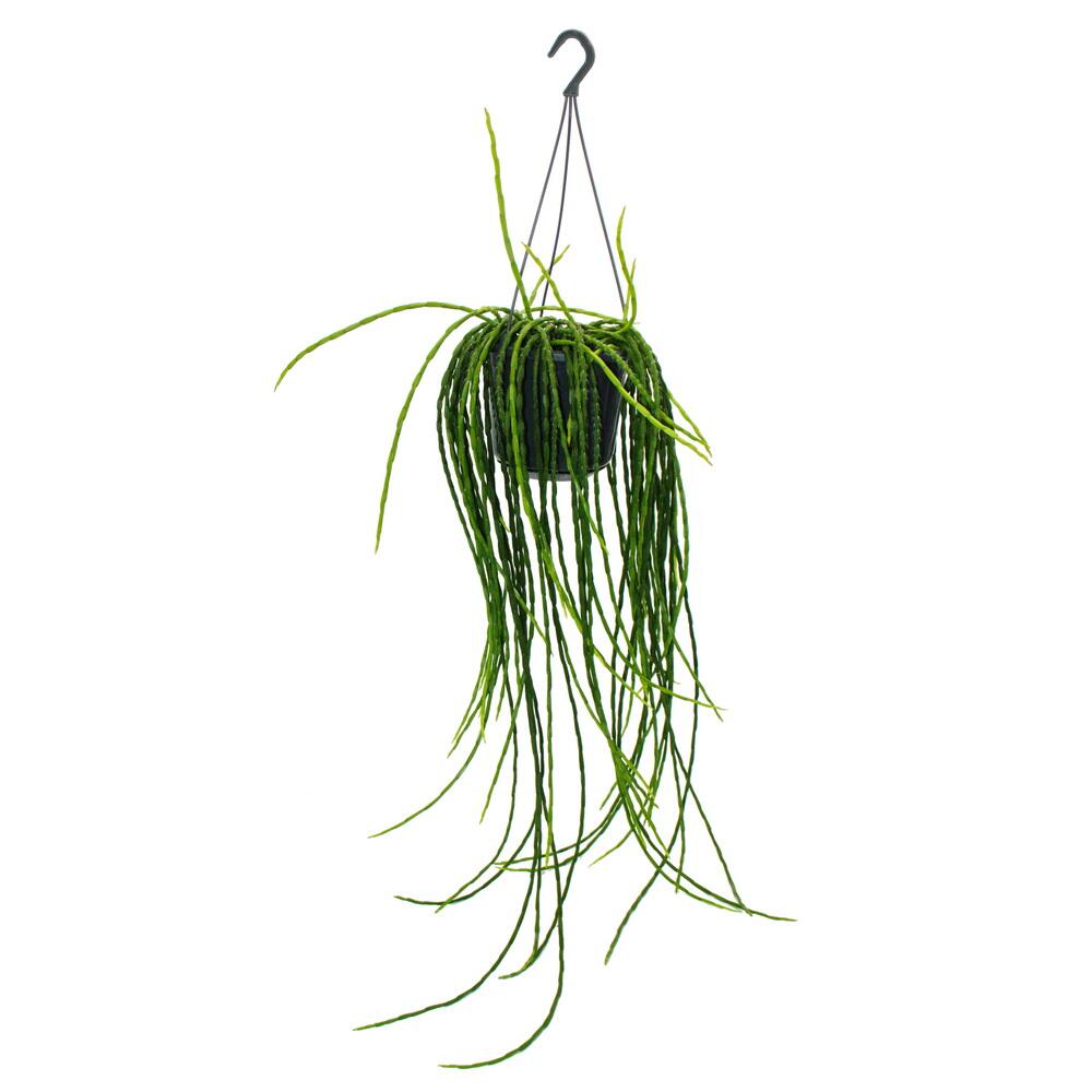 Original-Shopaufnahme: Urban Jungle Elegance - Moderne Kakteen-Ampel mit toller Blattstruktur - Rhipsalis paradoxa - 15cm