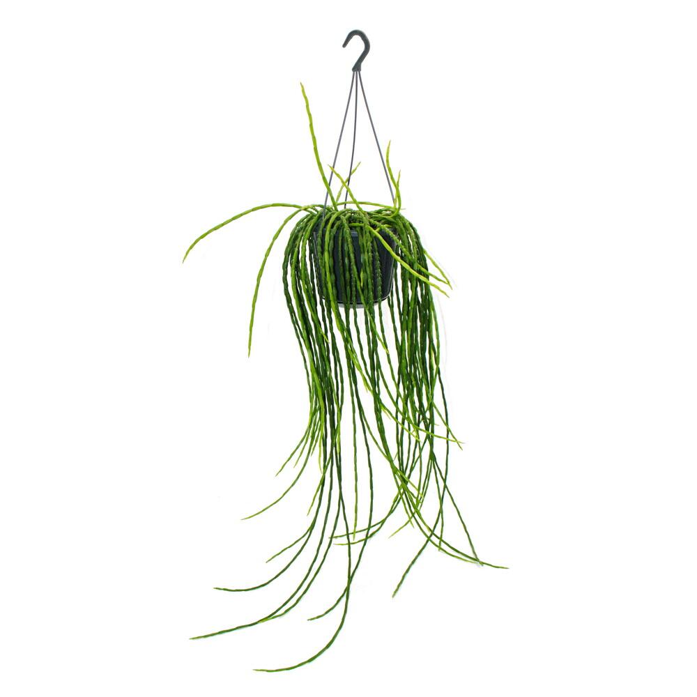 Original-Shopaufnahme: Urban Jungle Elegance - Moderne Kakteen-Ampel mit toller Blattstruktur - Rhipsalis paradoxa - 15cm