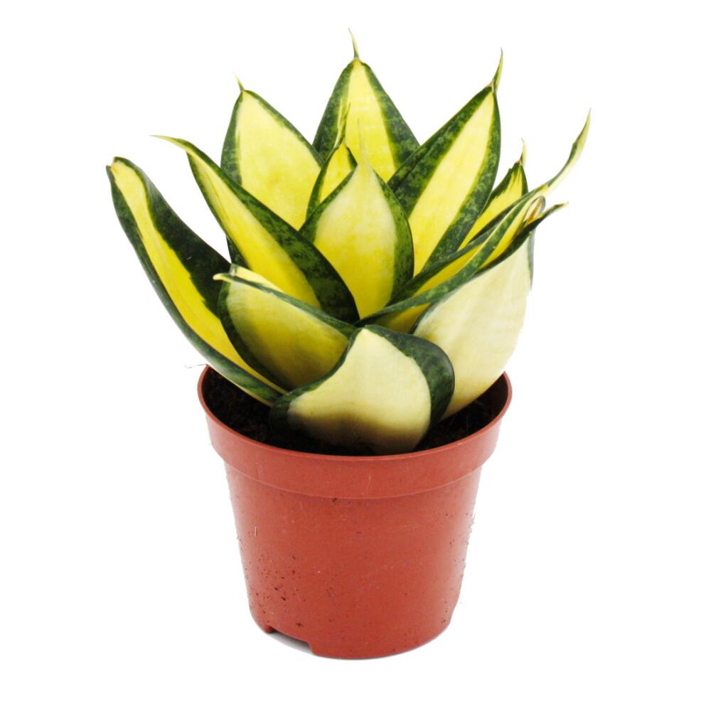 Original shop photograph: Sansevieria 'Citrine Star', bright yellow snake plant 'citrine star', 9 cm pot, succulent