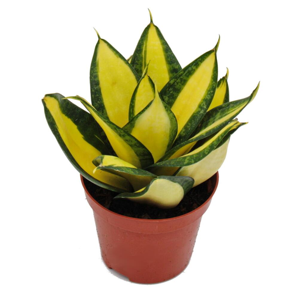 Original shop photograph: Sansevieria 'Citrine Star', bright yellow snake plant 'citrine star', 9 cm pot, succulent