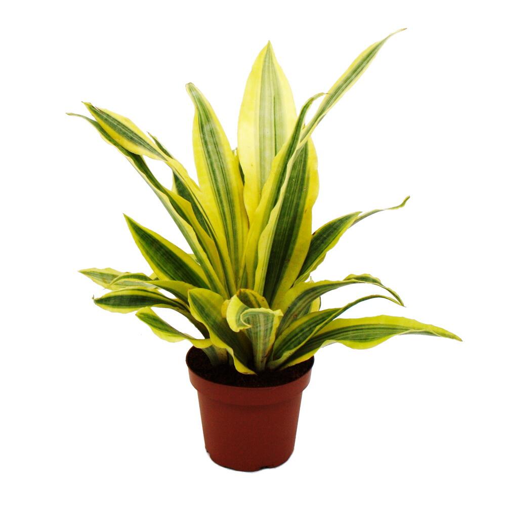 Photo originale du shop : Sansevieria aubrytiana « Yellowstone », sansevière dorée au feuillage insolite, pot de 14 cm