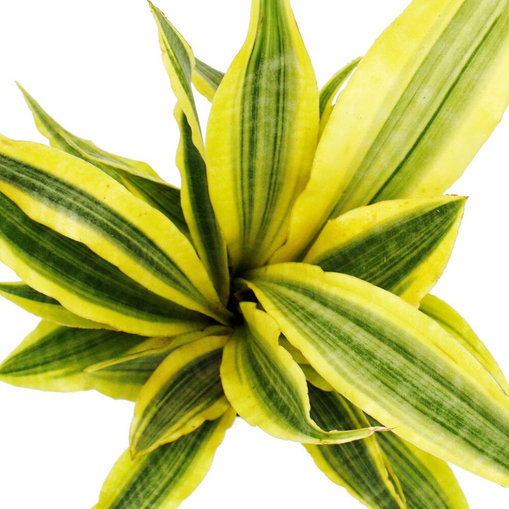 Photo originale du shop : Sansevieria aubrytiana « Yellowstone », sansevière dorée au feuillage insolite, pot de 14 cm