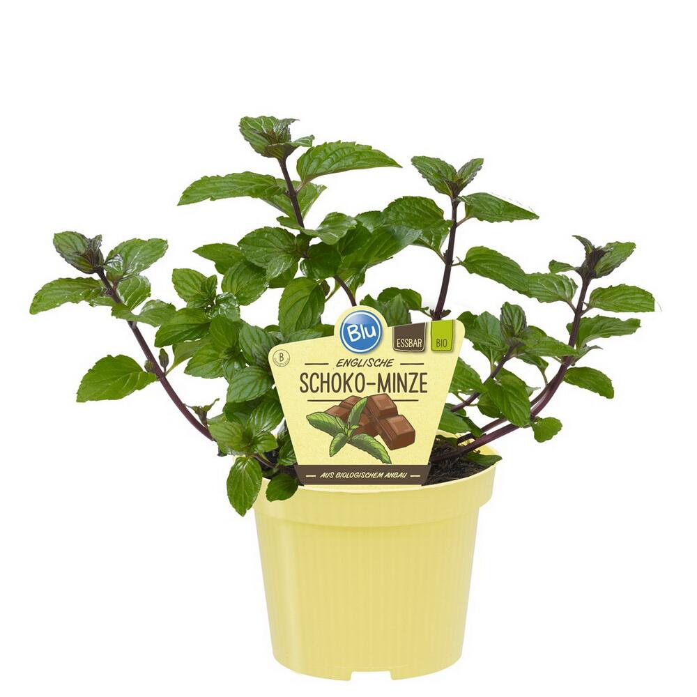 Chocolate mint – original shop view 1