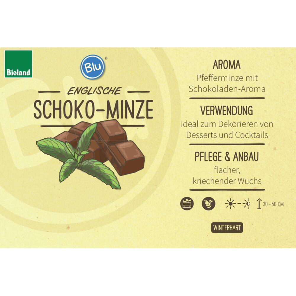 Chocolate mint – original shop view 2