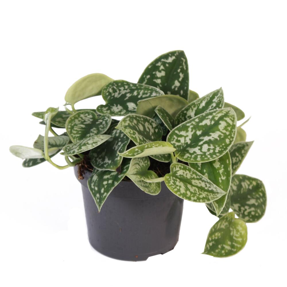 Satin pothos – original shop view 1