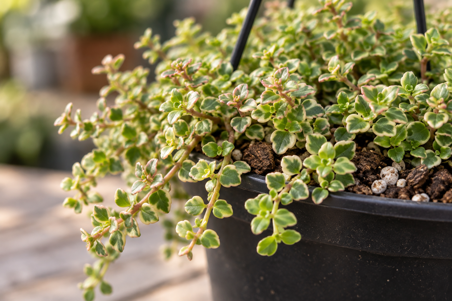 Enlarged small green Little Missy leaves with pale cream and lightly pink edges on fine shoots; AI-created detail