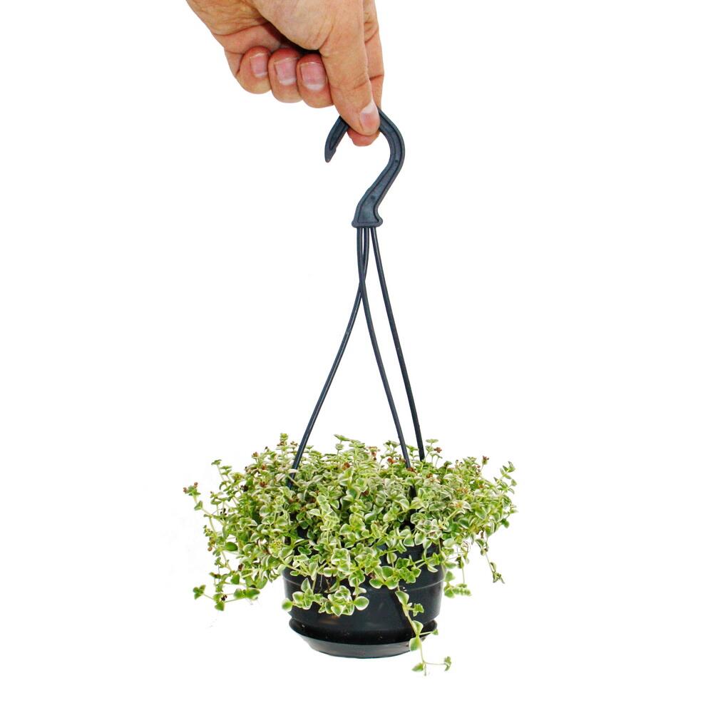 Little Missy hanging plant with fine trailing branches and a hand at the hanger as size reference