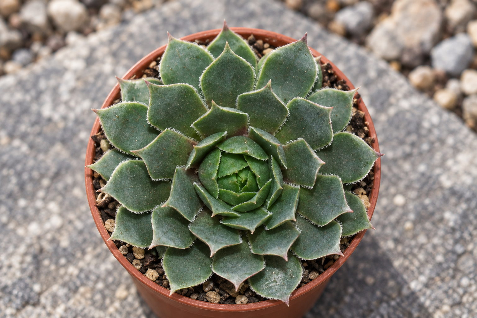 Vergrößerte Blue-Boy-Rosette mit breiten blaugraugrünen Spitzblättern, fein behaarten Rändern und schwach rötlichen Spitzen im Kulturtopf; KI-gestaltetes Detail
