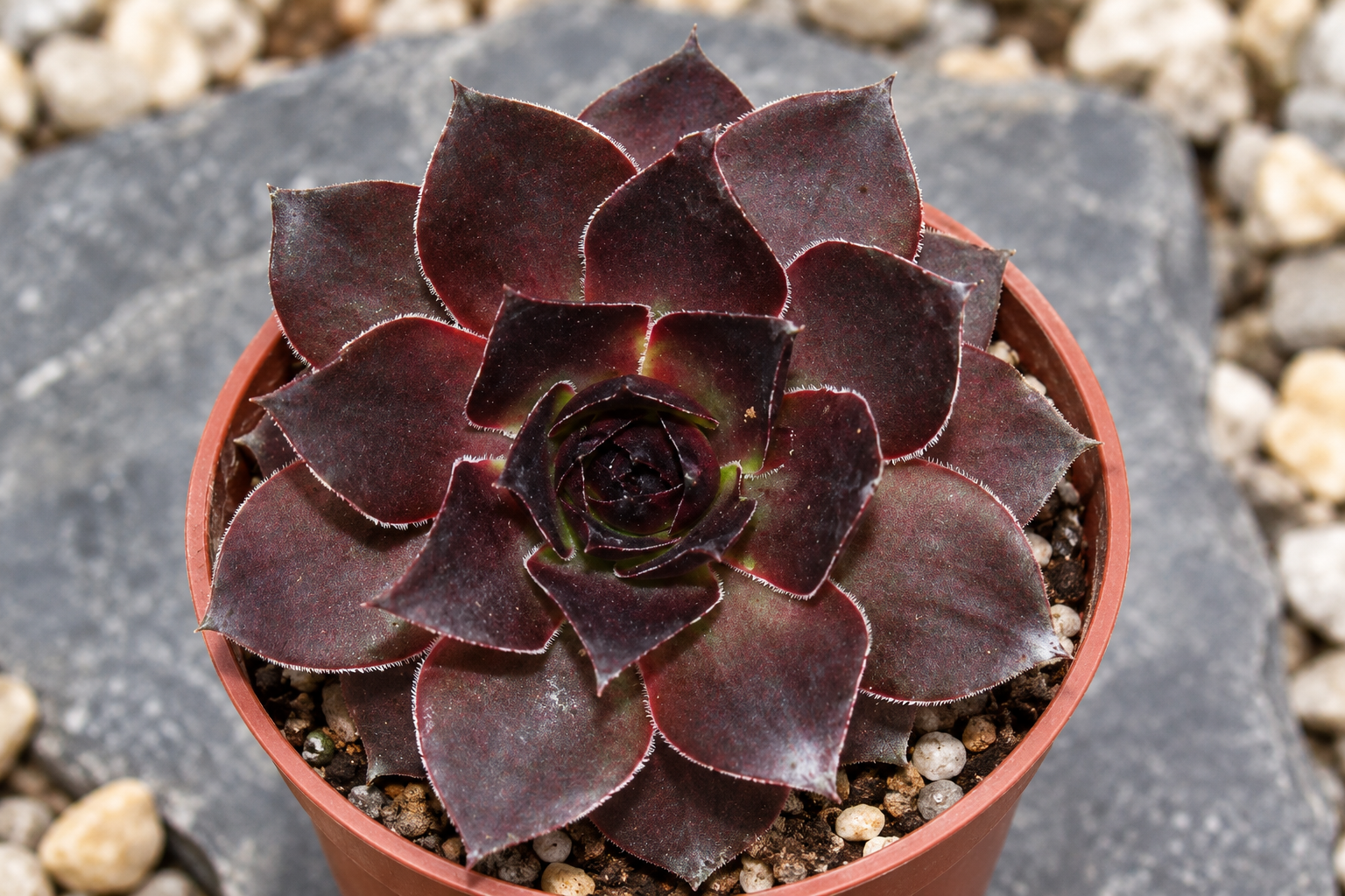 Rosette Leopold sombre et large agrandie, aux pointes et fins poils marginaux clairs en petit pot ; détail créé par IA