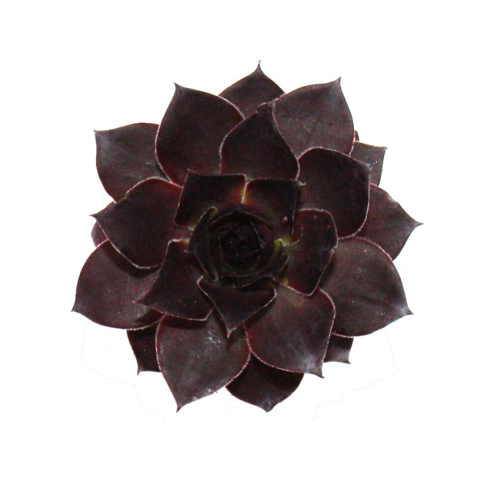 Jeune rosette Leopold large, bordeaux foncé, finement bordée de clair, vue du dessus en pot de culture