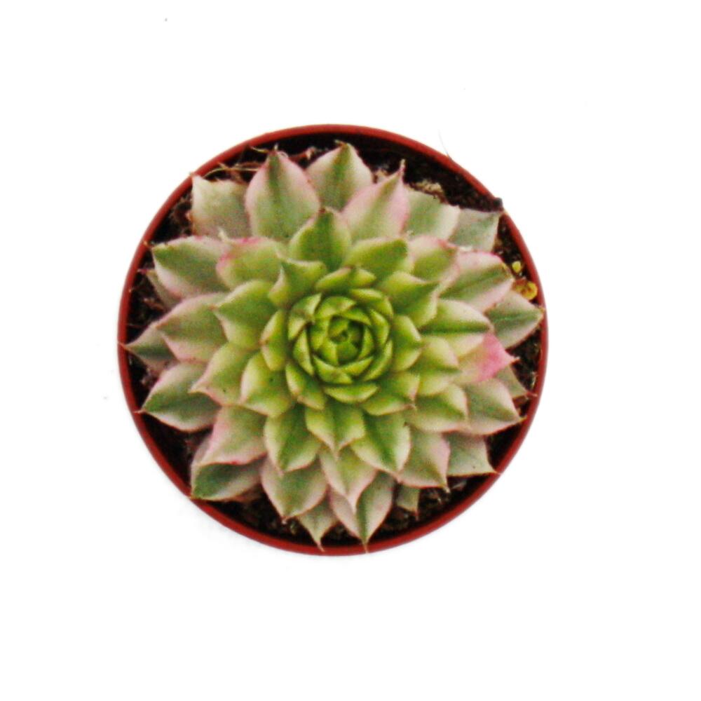 Junge Saxon-Rosette von oben im braunroten Kulturtopf, mit grünen Blattmitten, cremeweißen Zonen und rosa Spitzen