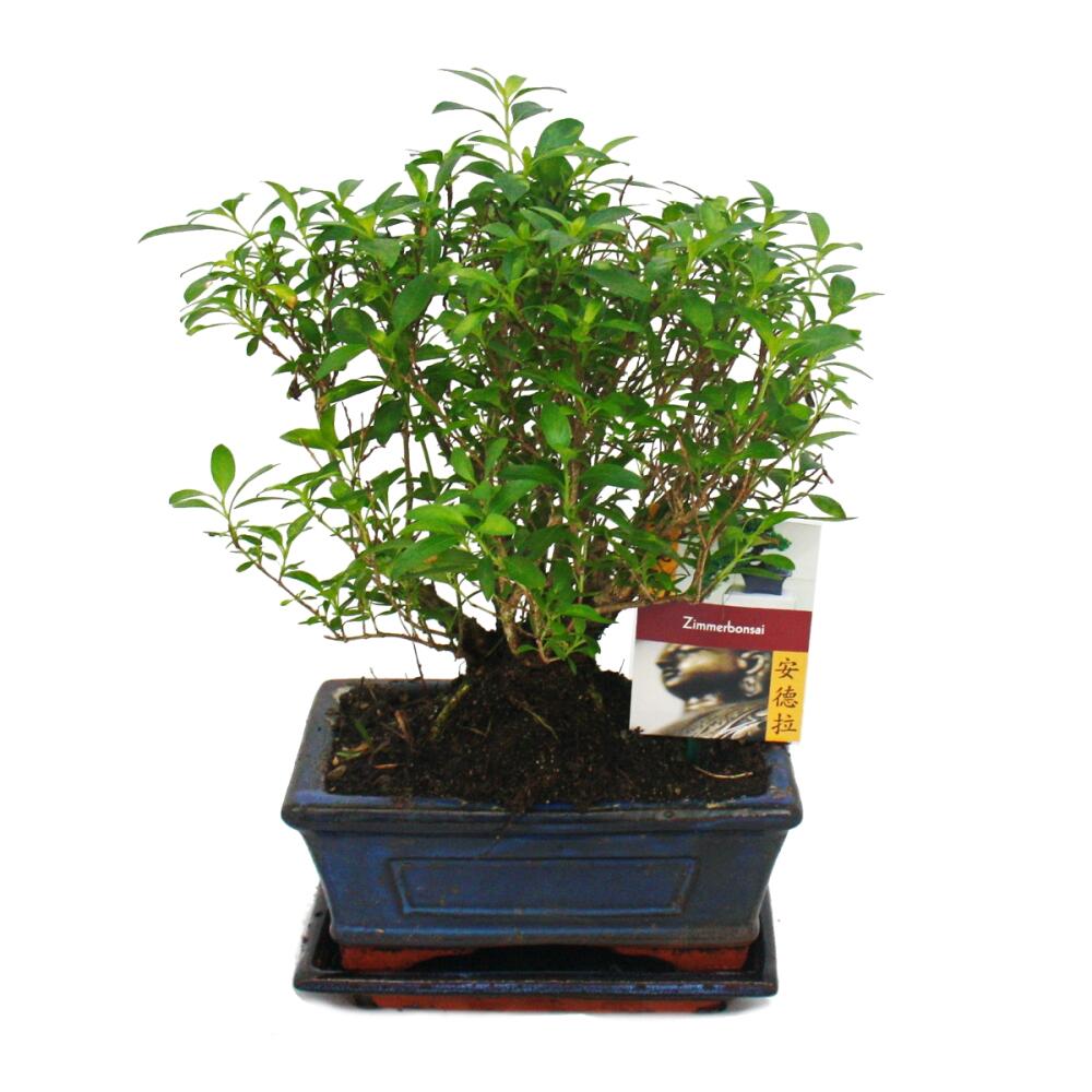 Serissa en bonsaï – vue originale de la boutique 1